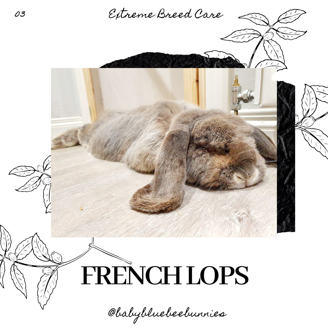 giant french lop rabbit